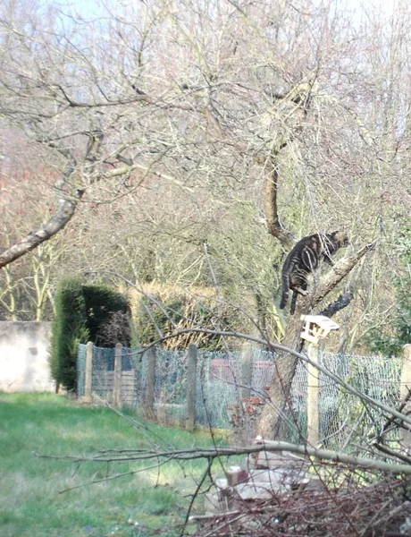 Timmy im kl. Pfirsichbaum