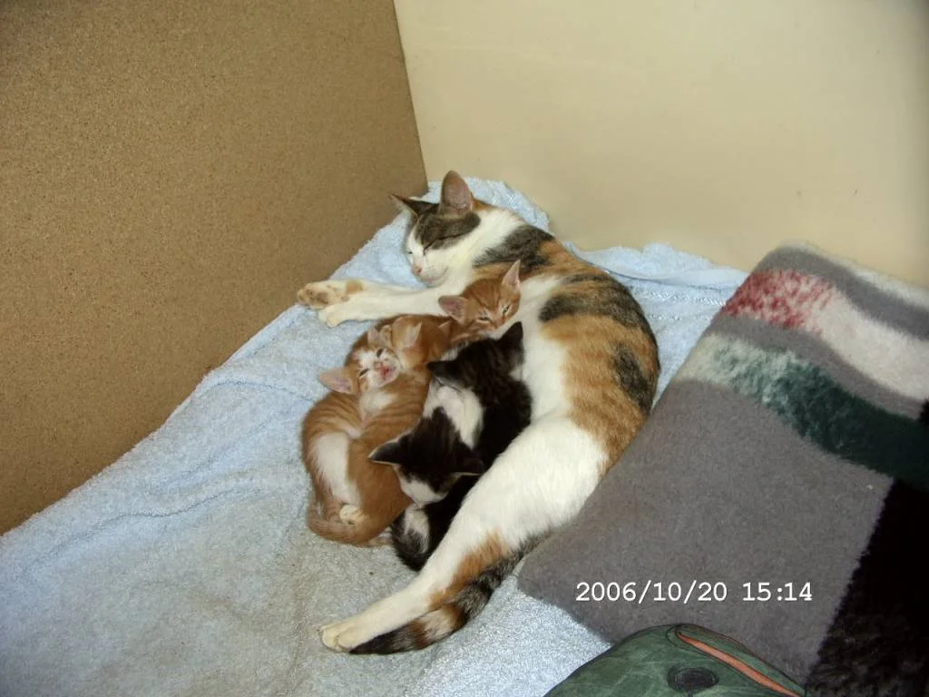 Tinka und Babys