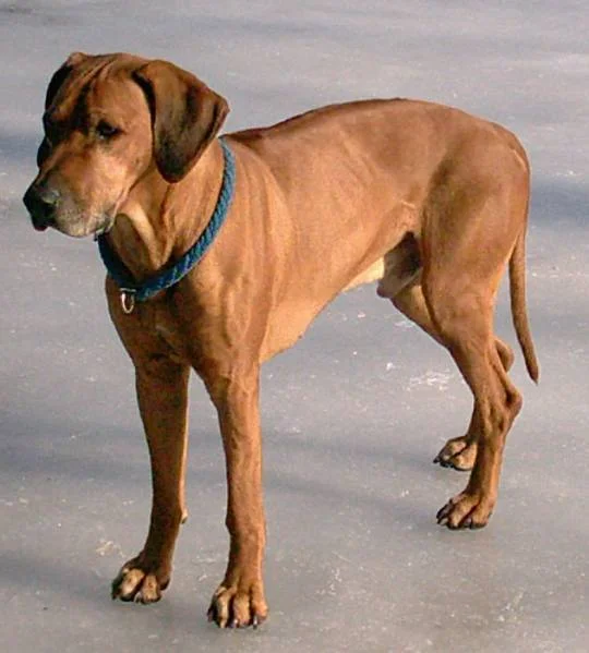 Unser Rhodesian Ridgebackrüde Cabo