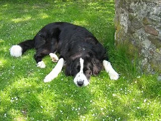 unsere "kleine" Bernersennen/Landseer Dame