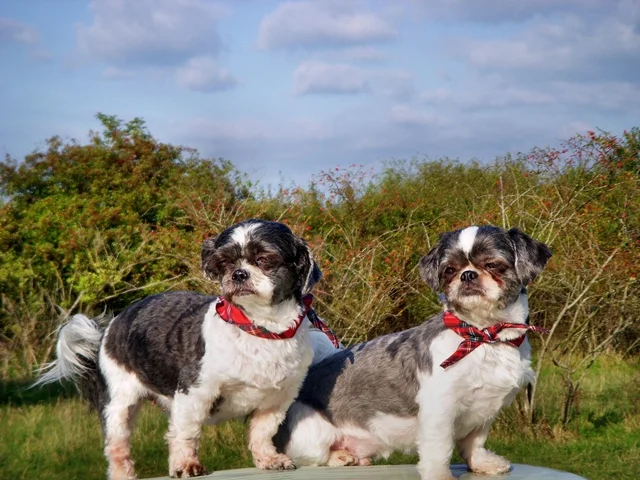 unsere Shih Tzu Hunde