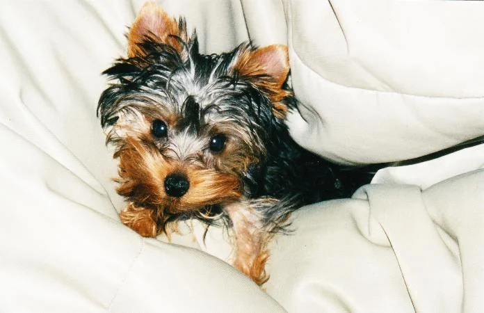 Yorkie "Sinto"