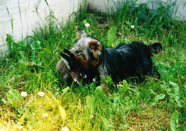 Yorkshire Terrier "Sinto" mit Kaninchen "Faline"