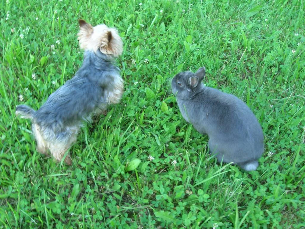 Yorkshire Terrier "Sinto" mit Kaninchen "Funny"