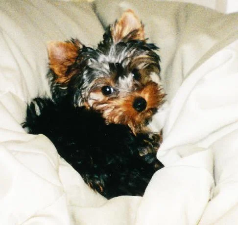 Yorkshire Terrier "Sinto"